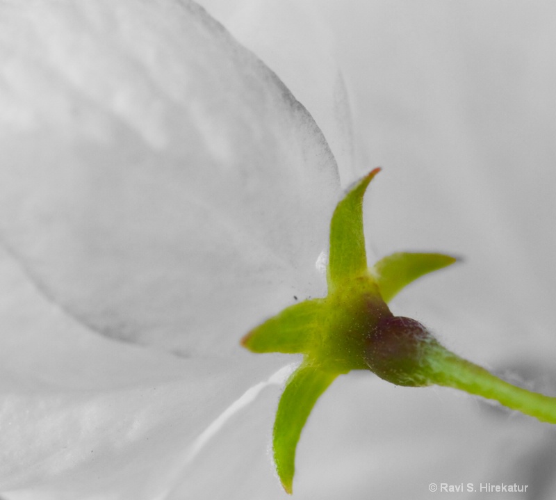 Crabapple Bloom