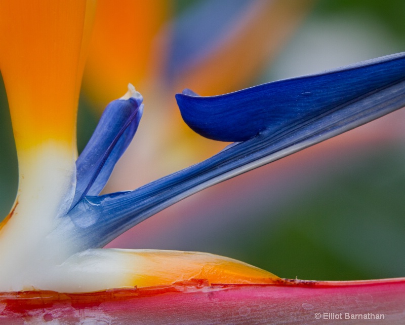 Bird of Paradise 2