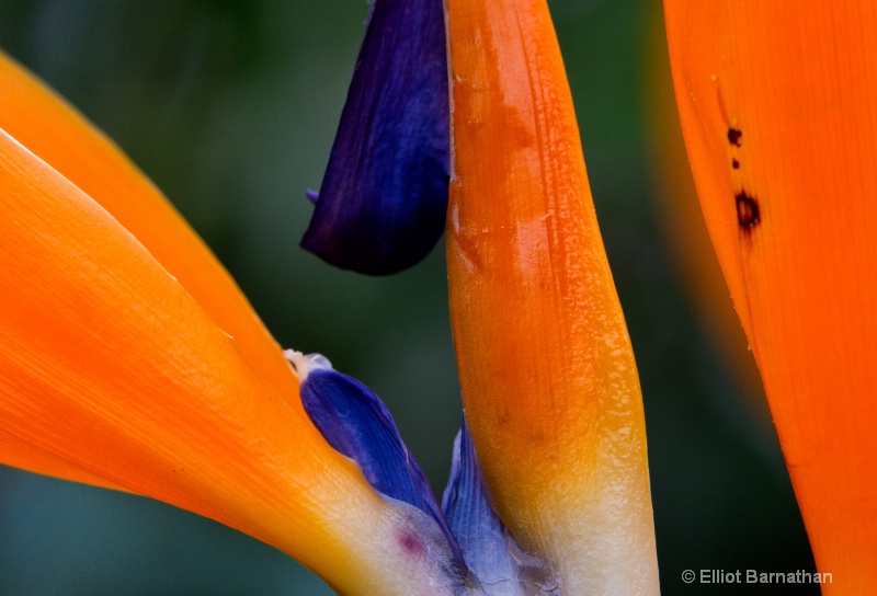 Bird of Paradise 1