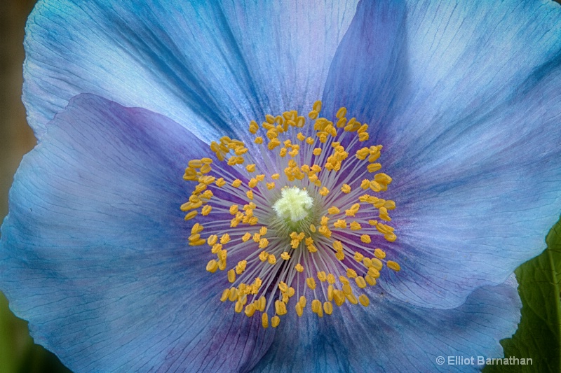 Blue Poppy 2