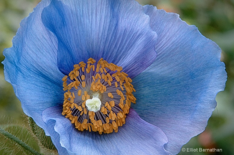 Blue Poppy 1