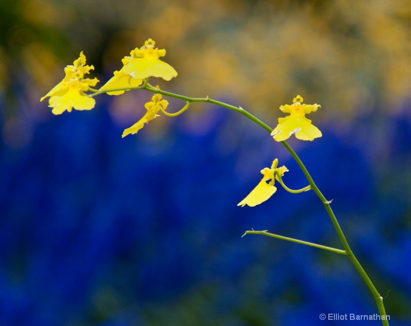 Longwood Gardens 23