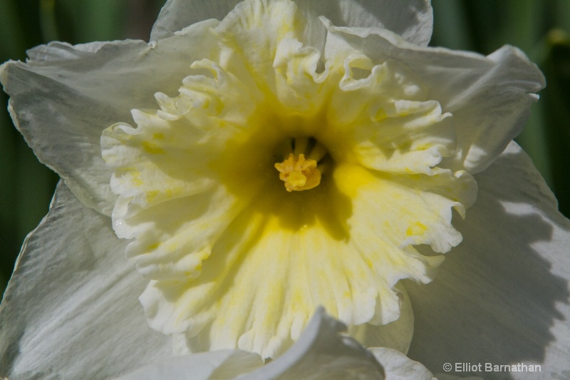 Daffodil 4