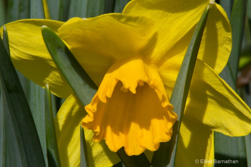 Daffodil 3