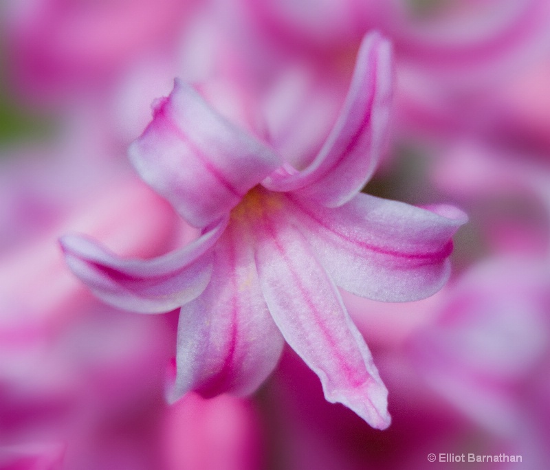 Hyacinth 4