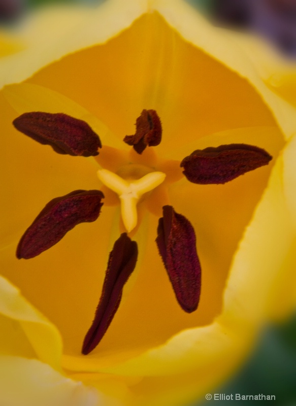 Yellow Tulip