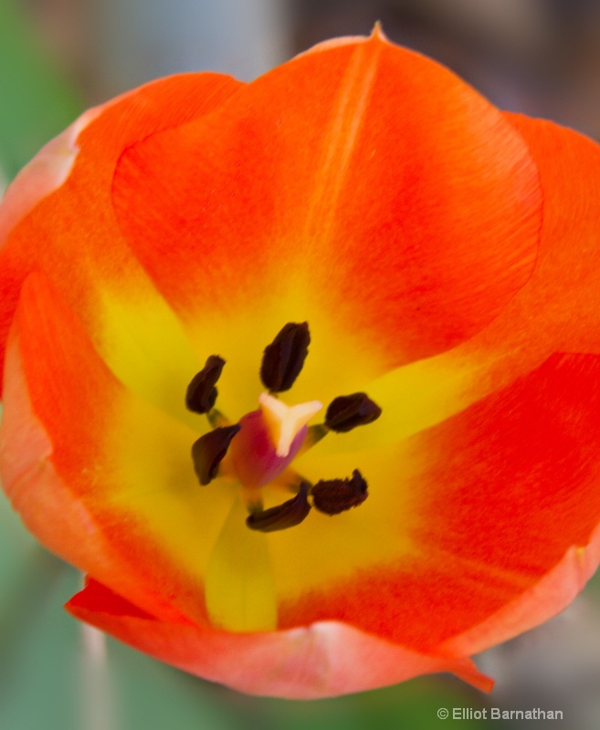 Tulip