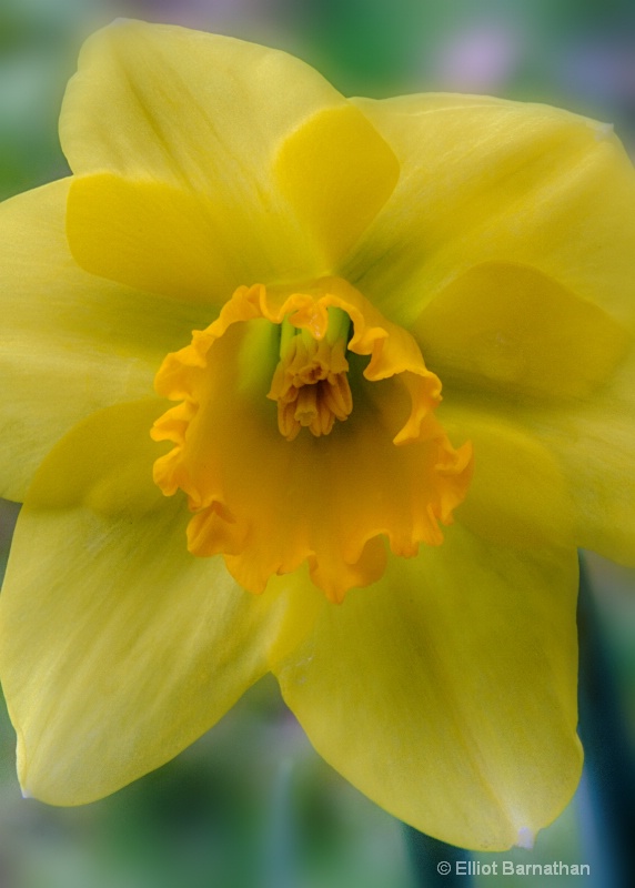 Daffodil 2