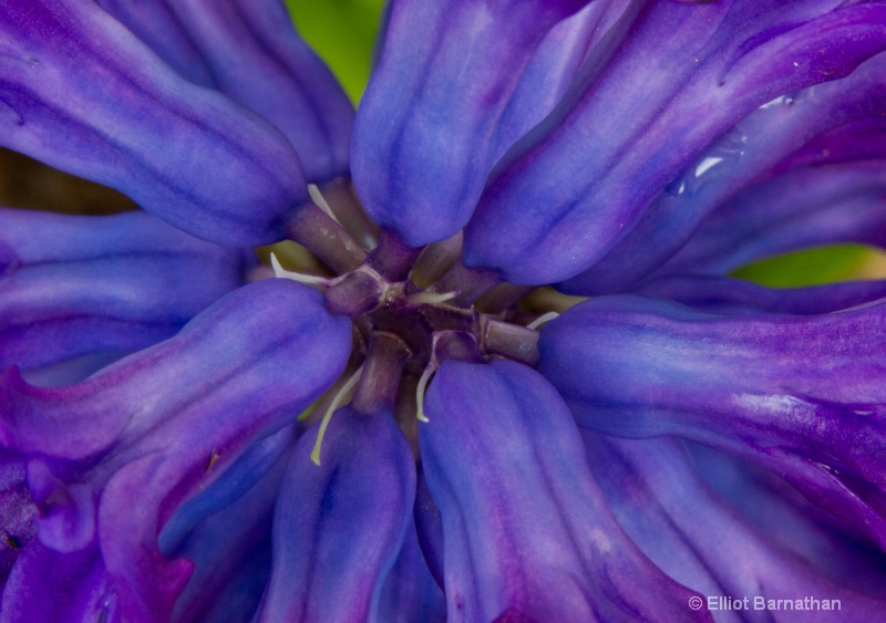 Hyacinth 2