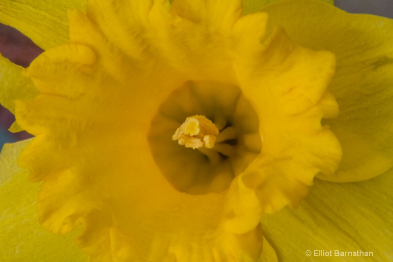 Daffodil