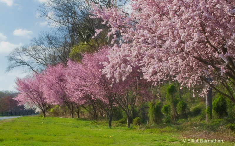 Spring in Philadelphia 16