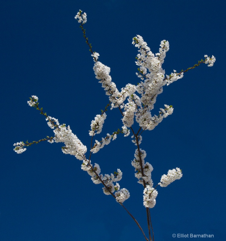 Cherry Blossoms