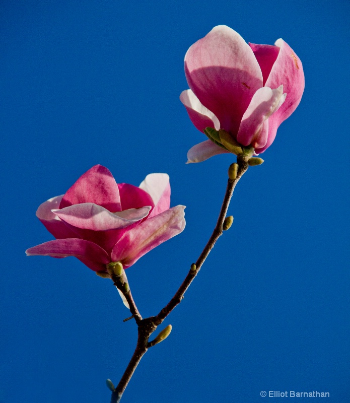 Magnolias 1