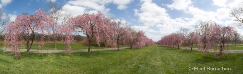 Spring in Philadelphia 2