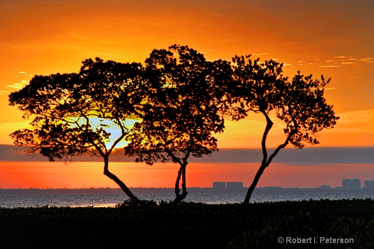 tree fire sunrise