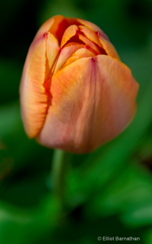 Tulip 5