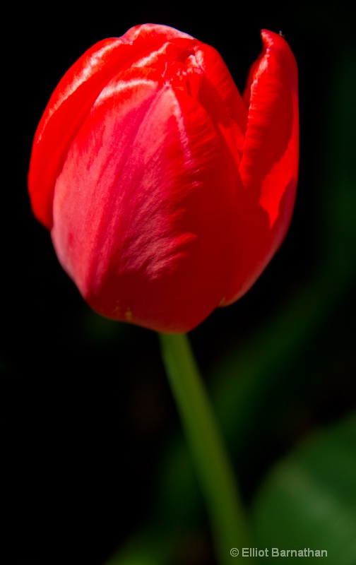 Tulip 4