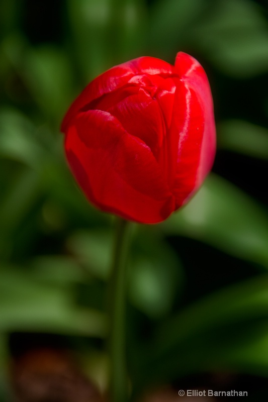 Tulip 3