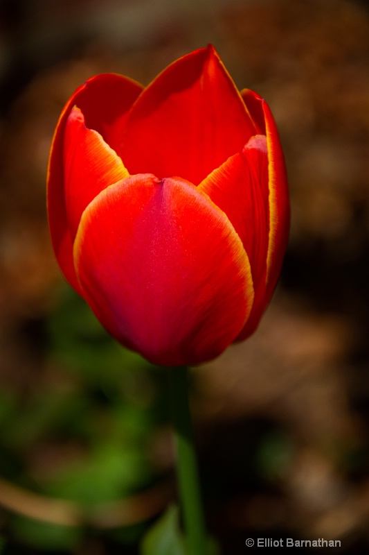 Tulip 2