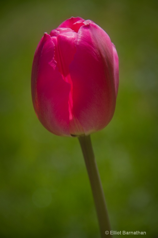 Tulip 1