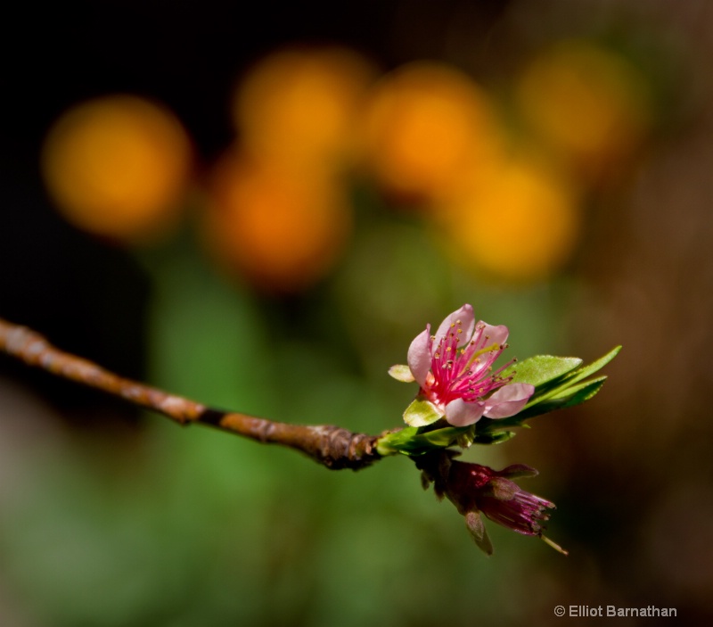 Peach Blossom