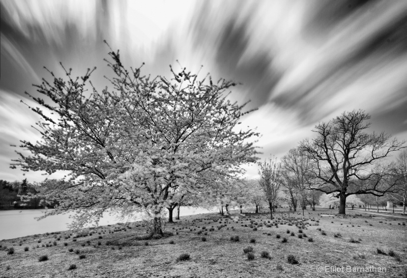 Cherry Blossoms