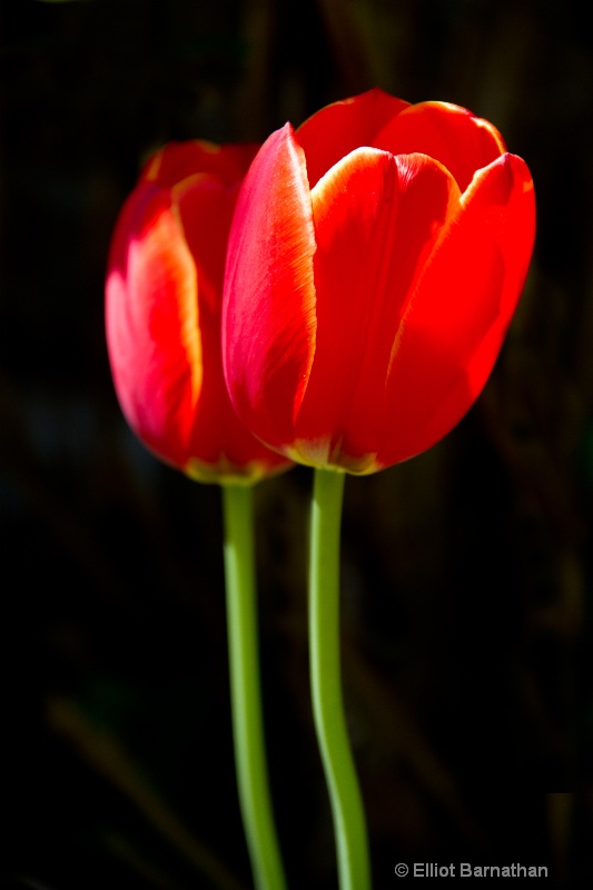 Twin Tulips