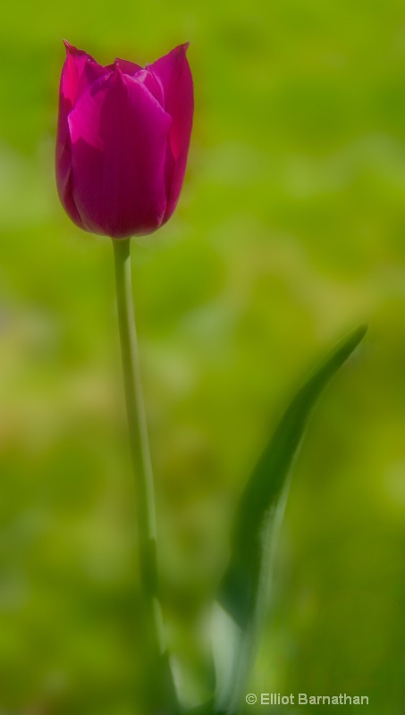 Tulip 2