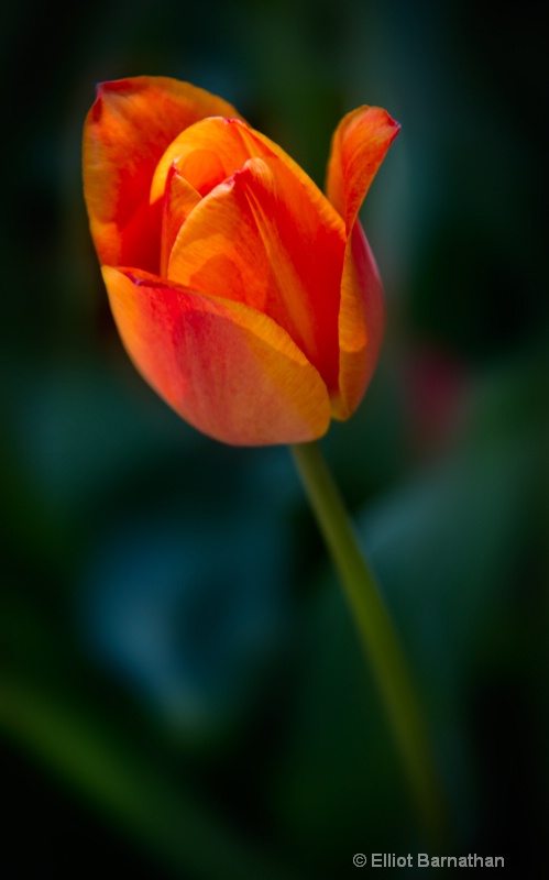 Portrait of a Tulip