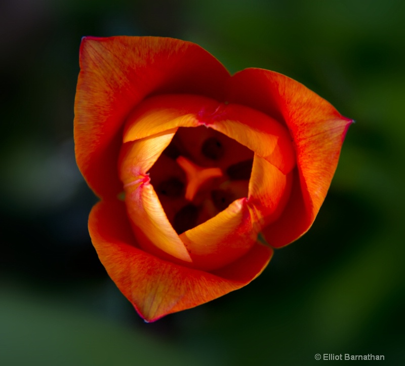 Tulip