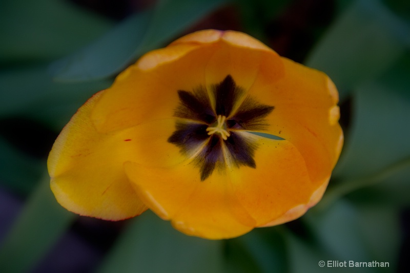 Opening Tulip