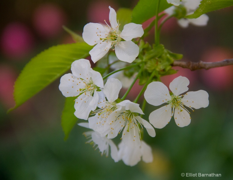 Cherry Blossoms