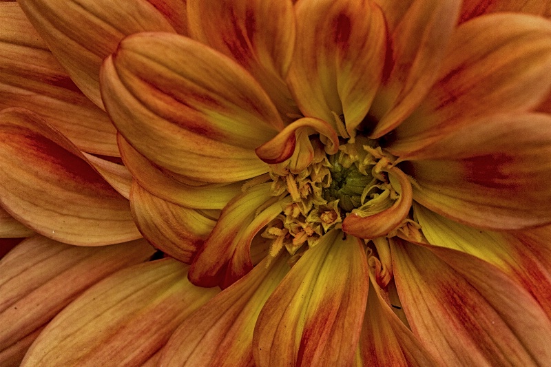 dahlia