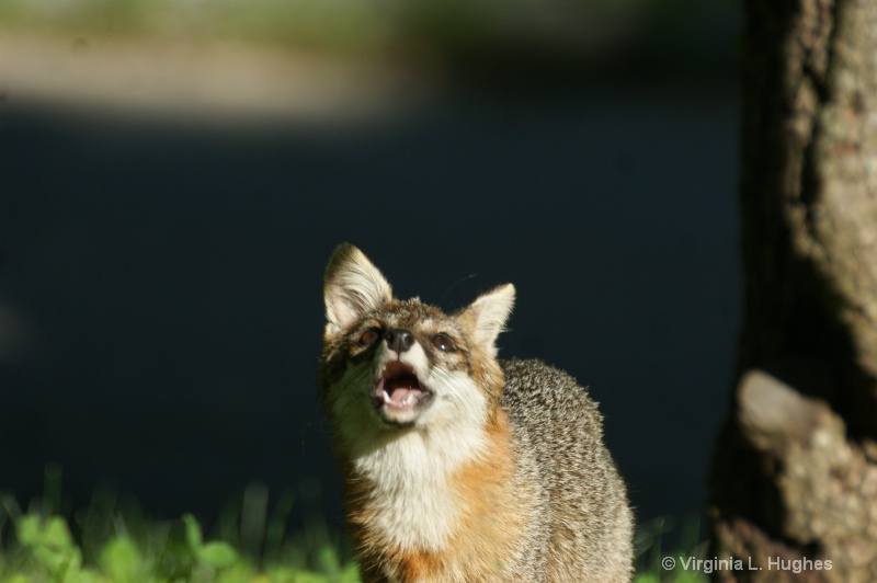 Grey Fox 3