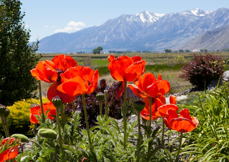 Spring Poppies