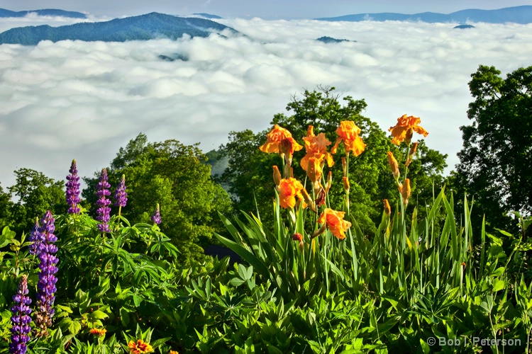 Mountain beauty