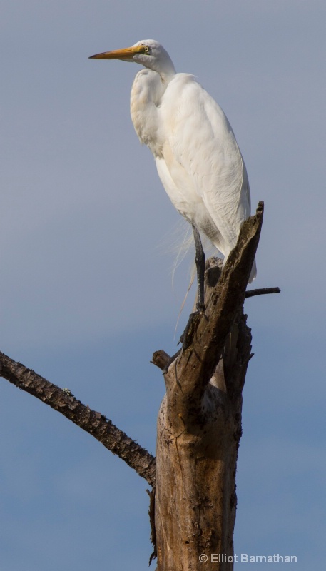 Great Egret - Chincoteague 67