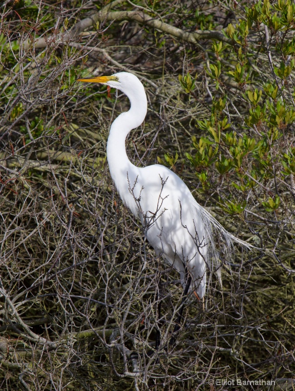 Great Egret - Chincoteague 66