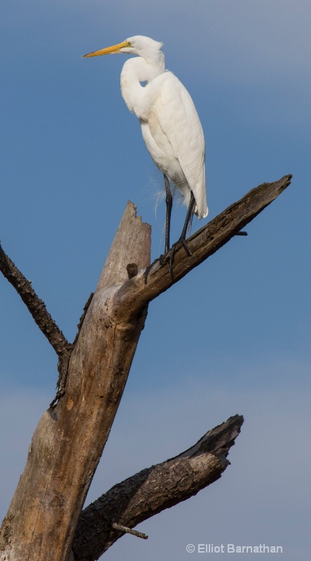 Great Egret - Chincoteague 65