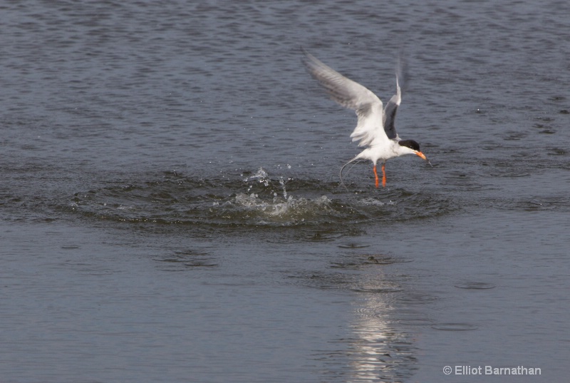 Chincoteague 64