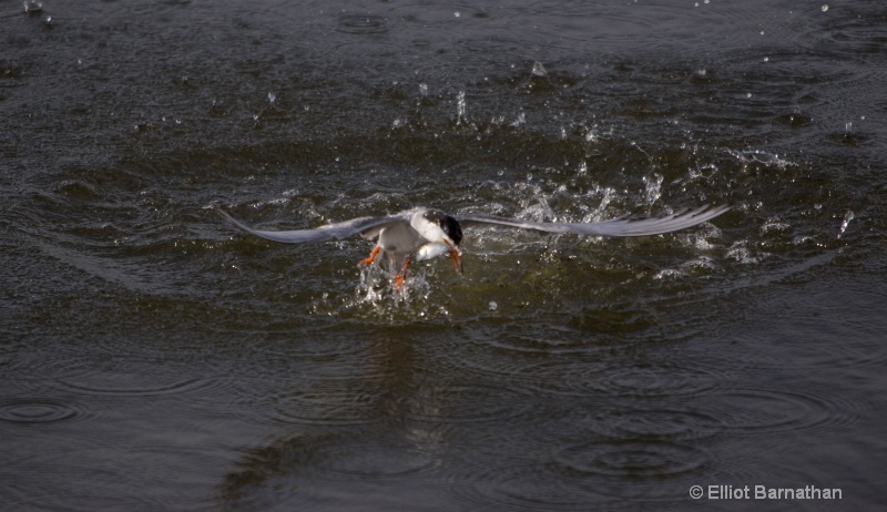 Chincoteague 63