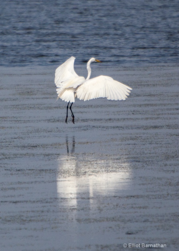 Great Egret - Chincoteague 62