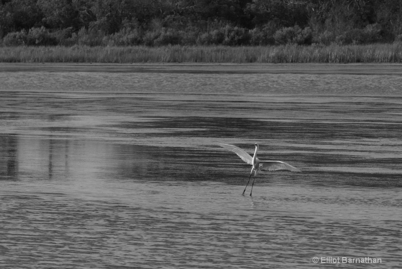 Chincoteague 60