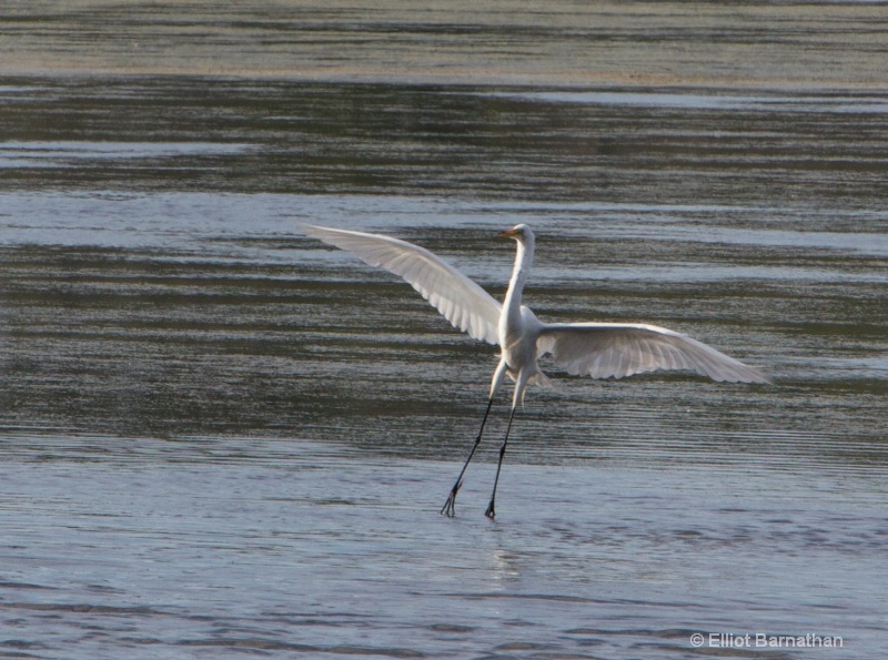 Chincoteague 58