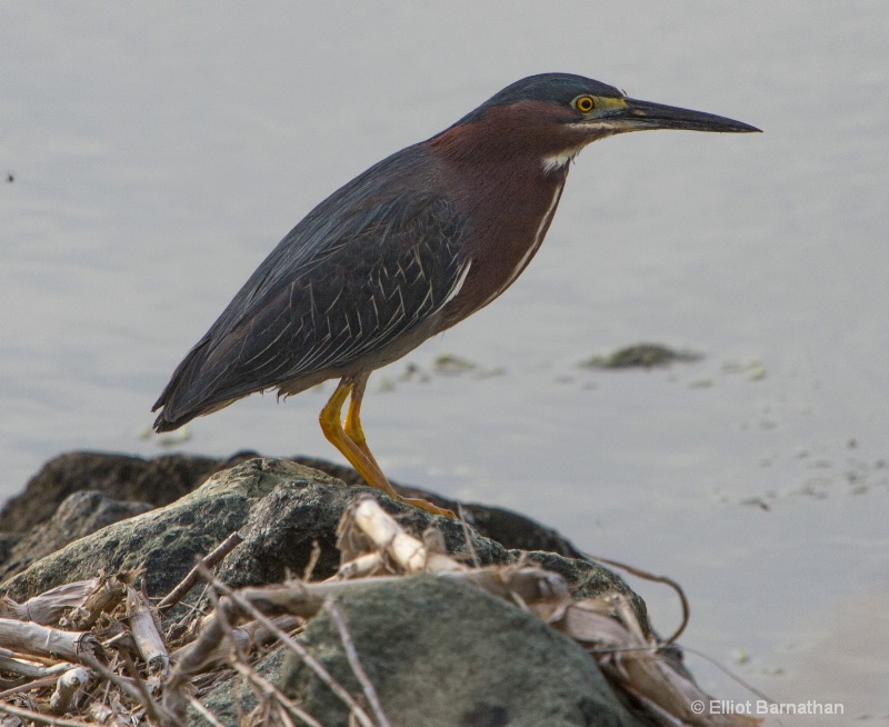 Green Heron (Butorides virescens) -Chincoteague 57