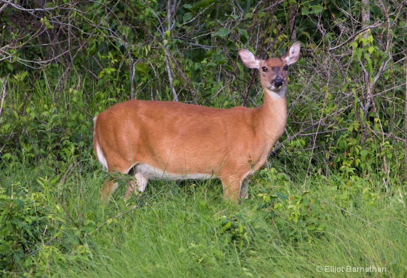 Chincoteague 55