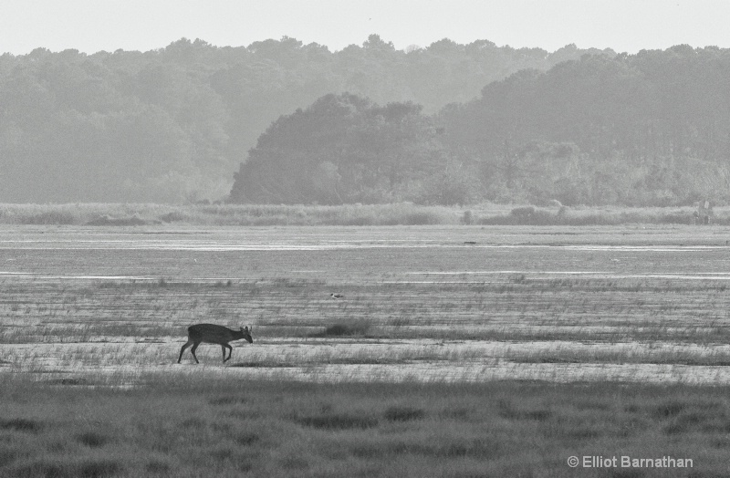 Chincoteague 54