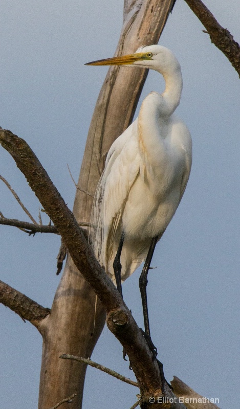 Great Egret - Chincoteague 53