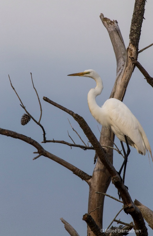 Great Egret - Chincoteague 52