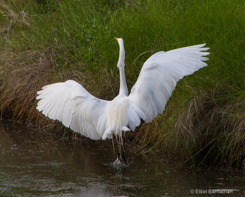 Great Egret - Chincoteague 51